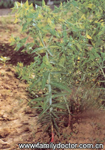 ǧSemenEuphorbiaeLathyridis/ǧ Semen Euphorbiae Lathyridis 
